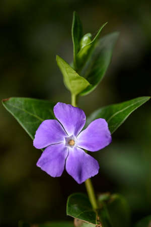 Green plant and purple vinca flower. Precious and resistant evergreen shrub.の写真素材