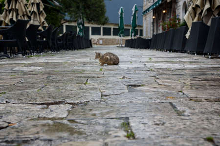 Cobblestone floor with a cat in the background, in Ston, Dubrovnik Neretva county, located on the Peljesac peninsula, Croatia, Europe.の写真素材