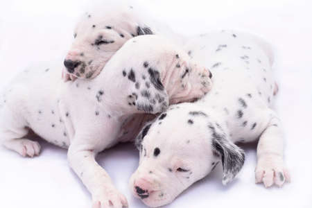 Three puppy dogs of the Dalmata breed on white background. Precious animals.の写真素材