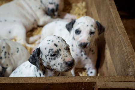 Dalmatian puppy dogs playing with their siblings in a wooden crate with straw in the backgroundの写真素材