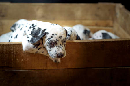 Dalmatian puppy dogs playing with their siblings in a wooden crate with straw in the backgroundの写真素材