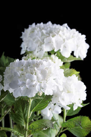 White hydrangea in bloom on black background