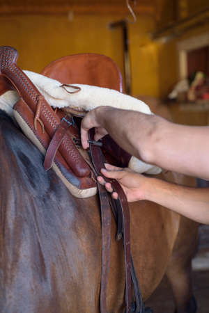 Person adjusting the saddle strap to the horse. Riding workの写真素材