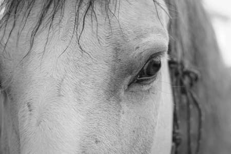 Close-up of the eye of a thrush horse. Noble lookの写真素材