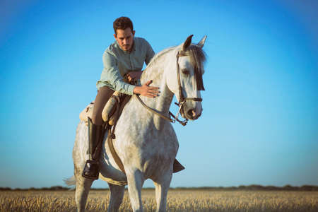 Rider on his horse in the field surrounded by cereal. Practicing horse riding.の写真素材