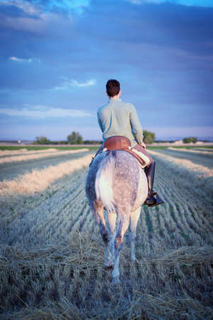 Horseback rider walking seen from the back, in the field on a straw stubble. Horse riding.の写真素材