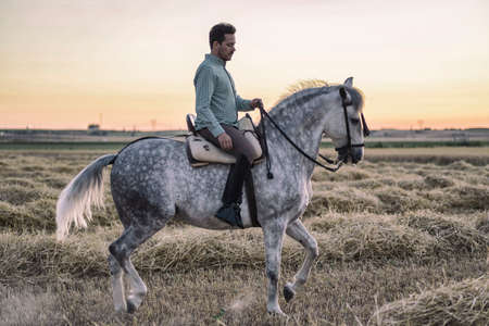 Horseback rider walking sideways in the field on a straw stubble. Horse riding.の写真素材