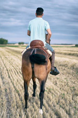 Horseback rider walking seen from the back, in the field on a straw stubble. Horse riding.の写真素材