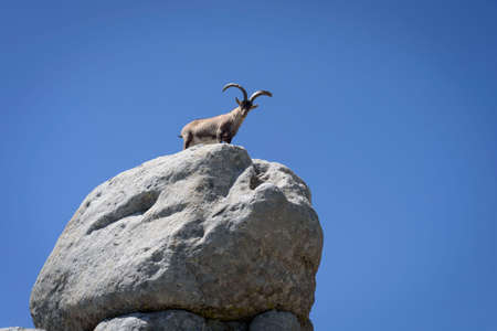 Mountain goat on some stones in the Sierra de Gredos, Avila, Castilla Leon, Spain, Europe. Natural scene.の写真素材