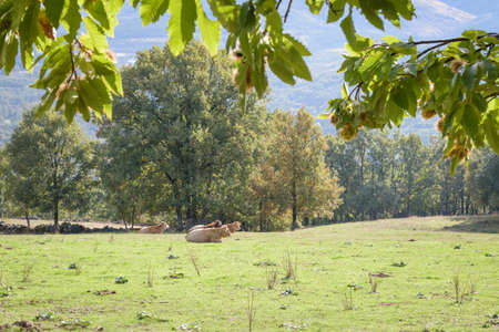 green meadow with oak trees and lying cows resting. first I finish with oak leaves.の写真素材