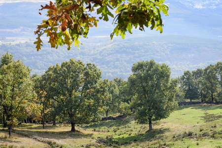 green meadow with oak and chestnut trees with fall colors. First I finish with tree leaves.の写真素材