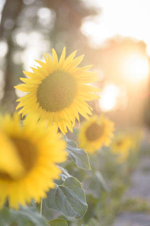 Sunflower in full bloom with its yellow petals at sunset. Sunflower flower for pipes.の写真素材