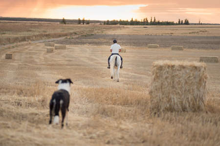 Rider on horseback walking through a mowed cereal field with his white horse in the company of his dog. Horse riding in the open air.の写真素材