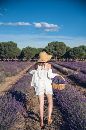 Young woman with basket of lavender flowers in the lavender fieldの写真素材