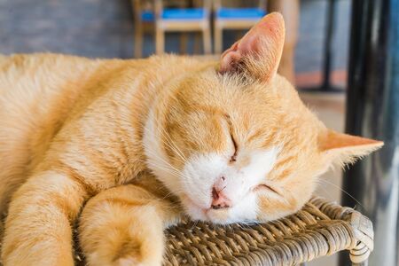 A ginger cat sleeps in his soft cozy bed on a floor carpet, soft focus, main focus on eyeの写真素材