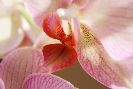 Orchid macro photoの写真素材