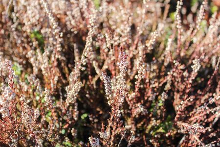Erica Carneaの写真素材