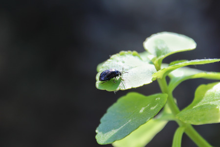 Beetle on flower leafの写真素材