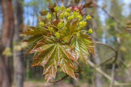 Tree bloom of acer with blured background