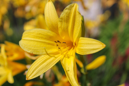 Yellow blossom on lilium with blured background.の写真素材