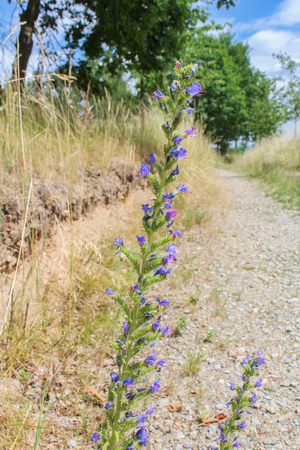 Blue flower with blured way in background. Czech landscapeの写真素材