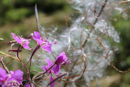 Macro photo of flower fluff with petal in frontの写真素材