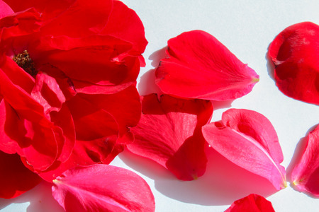 Red flower petals on white background, macro photoの写真素材