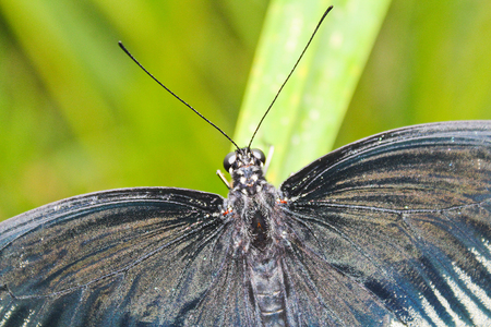 Big black and white butterfly on green leaf, close up photoの写真素材