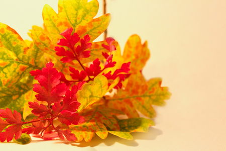 Colorful autumn leaves on white background for textの写真素材