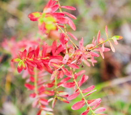 Flower with red autumn leaves, close up photoの写真素材