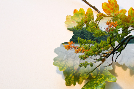 Fall double exposure in colorful leaves and tree trunk and pondの写真素材