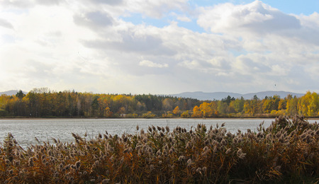 Pond with big grass and autumn trees. Czech landscapeの写真素材