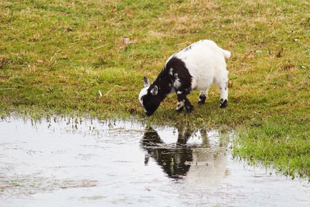 Domestic black and white goat kid drink water from pondの写真素材