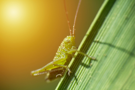 Small grasshopper sit on stem of grass, macro photo with yellow gradientの写真素材