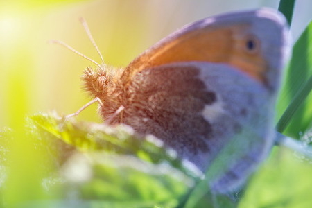 Nice small orange butterfly sitting on grass, colored macro photoの写真素材