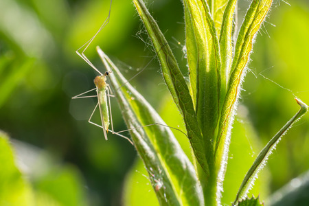 Small green fly insect sitting on grass close up photo