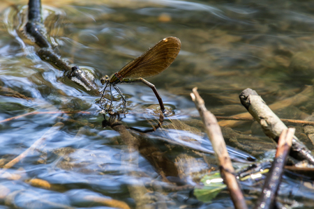 Dragonfly lay eggs under water, close up photoの写真素材