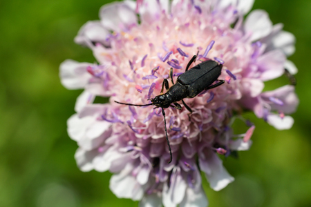 Small bug on flower blossom, macro photoの写真素材