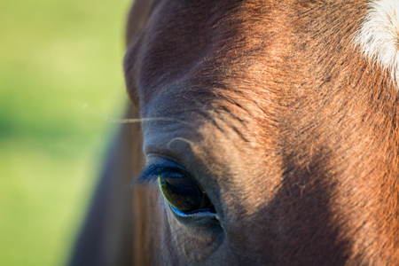 Detail of horse eye with blured backgroundの写真素材