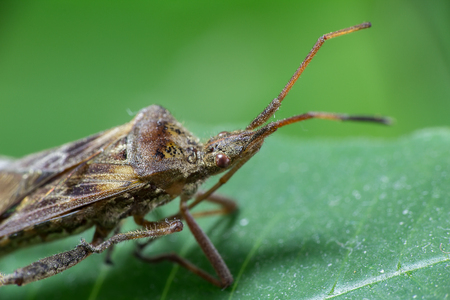 Macro photo of small insect on green leave