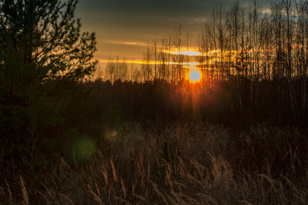 Nice sunset through trees and grassの写真素材