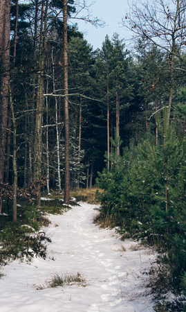 Forest path in winter with snow and pine treeの写真素材
