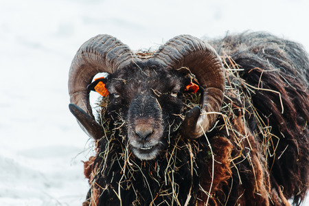 Portrait of young ram eating grass on snow winter landscapeの写真素材