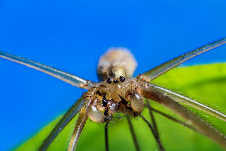 Spider macro photo, pholcus phalangioides on green and blue background