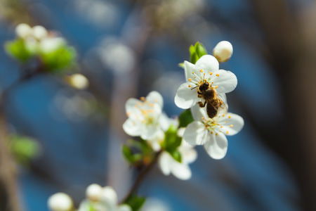 Bee sit on cherry blossom with blue sky, Czech republic