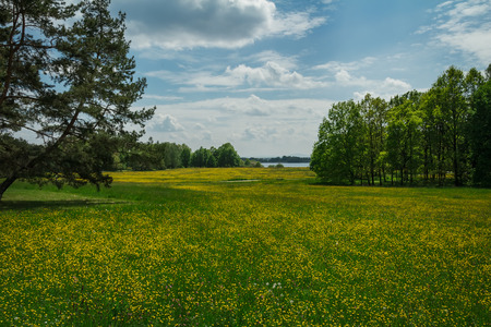 Nice summer meadow with yellow flower, trees and pond, Czech landcapeの写真素材