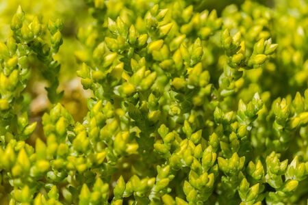 Texture of summer flower petalの写真素材