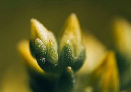 Macro photo colored flower petalの写真素材