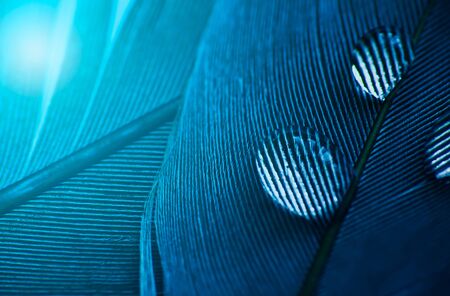 Drop of water on feather coat in blue color, macro photoの写真素材
