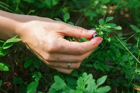Woman hand tear blueberry in forest, close upの写真素材